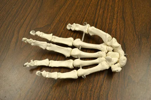 Vista 5 de Esqueleto humano completo, desarticulado. Calidad clínica. Tamaño real (altura del modelo de 62 pulgadas), 23 discos intervertebrales, cráneo de 3