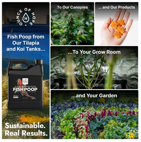 Vista 7 de Excremento de pescado concentrado orgánico con certificación OMRI - Fertilizante líquido para huertos de vegetales, alimento para plantas