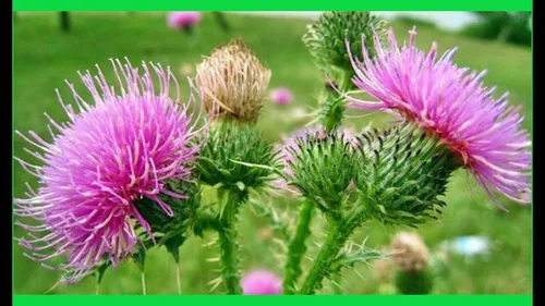 Vista 9 de Hierba Cardo Santo Leche María Silybum Marianum Medicinal Anual Sin OMG