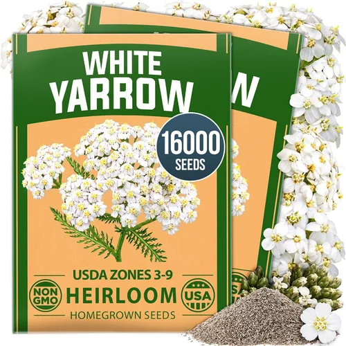 Vista 21 de HOME GROWN Semillas de Hollyhock de doble mezcla de Chater, 200 semillas