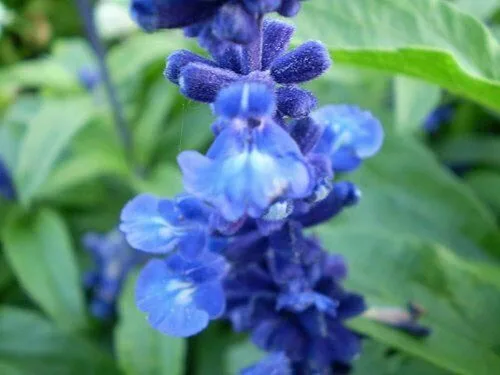 Vista 2 de 250 semillas de flores de salvia azul Salvia Farinacea