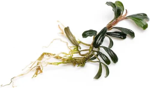 Vista 55 de SubstrateSource Bucephalandra Brownie Phantom - Planta de acuario viva – Decoración natural de pecera de agua dulce, decoración acuática