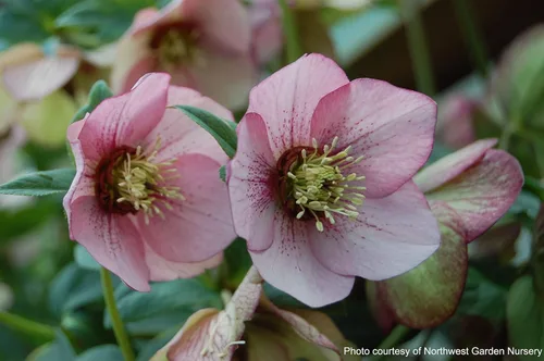 Vista 4 de Perennial Farm Marketplace Helleborus x Winter Jewels "Flor de Cerezo" (Rosa Cuaresmal) Perenne, 1 Quart, Flores Rojas