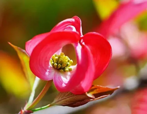 Vista 5 de 25 semillas de árbol de cornejo de flores rosadas llamativas y perennes árboles de cornelia