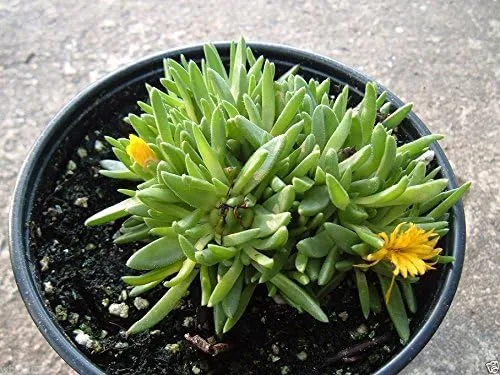 Vista 2 de Delosperma congestum "oro Nugget (30 semillas) muy fría Hielo Hardy Succulent Plant