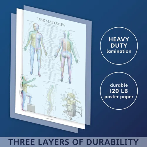 Vista 3 de Palace Learning Paquete de 2 pósteres de anatomía del sistema muscular + tabla anatómica de dermatomas