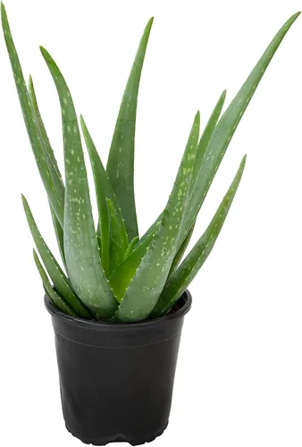 Vista 11 de Planta de aloe vera plantas suculentas vivas (paquete de 3), plantas suculentas vivas de aloe vera, planta de aloe vivo en maceta de aloe, plantas