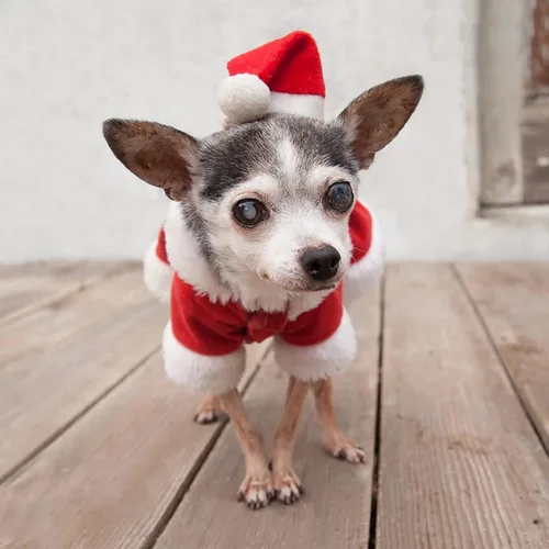 Vista 6 de Disfraces de Navidad para mascotas, ropa de perro de Papá Noel para perros pequeños, abrigos de otoño e invierno, sudaderas con capucha