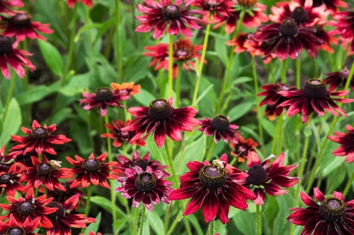 Vista 3 de 20 semillas de flores de Susan de ojos rojos y negros de cereza RUDBECKIA Hirta