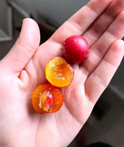 Vista 9 de TomorrowSeeds - Semillas de ciruelo americano - Más de 10 unidades - para plantar Prunus Americana Ciruelas silvestres Rojo Dulce Nativo Forrajeo