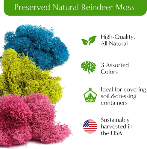 Vista 3 de Creations by Nathalie – Kit premium pequeño de terrario DIY para suculentas, cactus y plantas de aire, incluye tierra, musgo, piedras, herramientas
