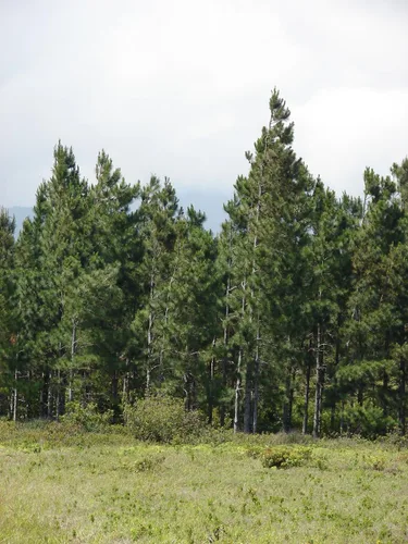 Vista 4 de Slash Pine Tree Semillas Premium Pinus elliottii Plants' (Semillas premium, 10)