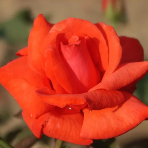 Vista 6 de Rose Bush - Planta viva, fragante té híbrido, planta de rosas bien enraizadas, 5-10 pulgadas de alto para plantar en interiores y exteriores