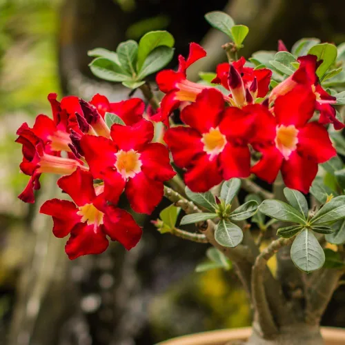 Vista 6 de Planta de rosa del desierto Adenium, rosa del desierto para principiantes para plantar en interiores y exteriores, 10-15 cm, plántula suculenta