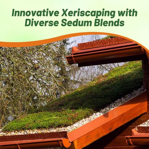 Vista 6 de Outsidepride Roof Garden Semillas Sedum - 5000 semillas perennes de cobertura del suelo para plantar, plantas suculentas resistentes al frío