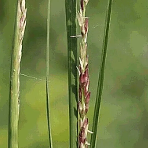 Vista 2 de Everwilde Farms - Semillas de hierba nativa de Dropseed áspera de 1 onza - Gold Vault