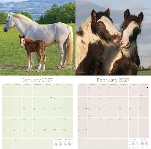 Vista 20 de Calendario de grises africanos 2025 2026 – Planificador mensual de pared de aves africanas – 12 x 18 pulgadas (abierto), calendario de pared