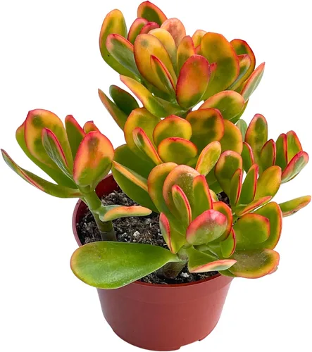 Vista 16 de Suculenta viva de 4 pulgadas "Baby Toes Fenestraria Rhopalophylla, plantas suculentas vivas completamente enraizadas, planta