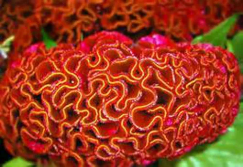Vista 2 de ¡Enorme cerebro Celosia! Crazy Mixed Colors 100 Semillas. ¡Peina! ¡Planta Amish Vieja!