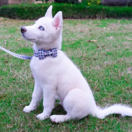 Vista 5 de Tunkoo Collar para perro con pajarita, elegante, a cuadros, suave, cómodo, de algodón, ajustable, hebilla de metal premium, pequeño, mediano
