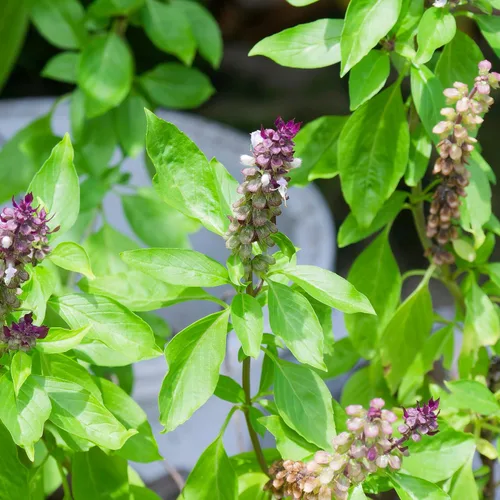 Vista 4 de Seed Needs Semillas de albahaca para plantar hierbas de albahaca tailandesa, reliquia sin OMG y sin tratar, cultiva un jardín de hierbas culinarias