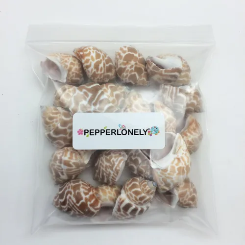 Vista 6 de PEPPERLONELY 20 conchas marinas de cangrejo ermitaño de Babylonia Spirata, 1-1/4 pulgadas ~ 1-3/4 pulgadas