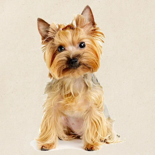 Vista 4 de CafePress Yorkie - Bolsa de lona natural, bolsa de compras reutilizable, Caqui, Bolso tote Yorkie