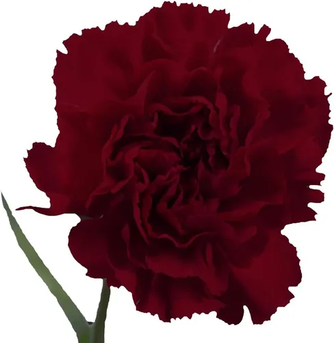 Vista 3 de GlobalRose 100 flores de clavel color burdeos, claveles de origen responsable, flores frescas seleccionadas a mano para graduación, aniversario