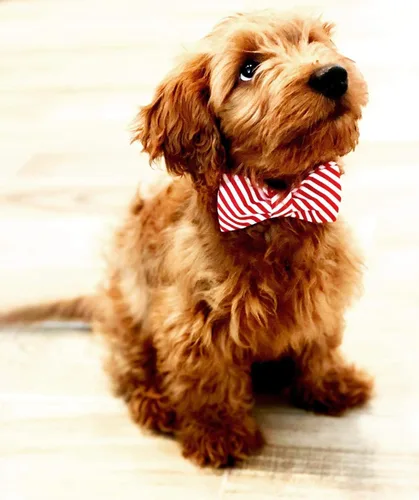 Vista 4 de Lionet Paws Collar Navideño para Perro con Pajarita Duradero Ajustable Hecho a Mano Cómodo Collar de Perro con Pajarita Collar para Gato con Hebilla