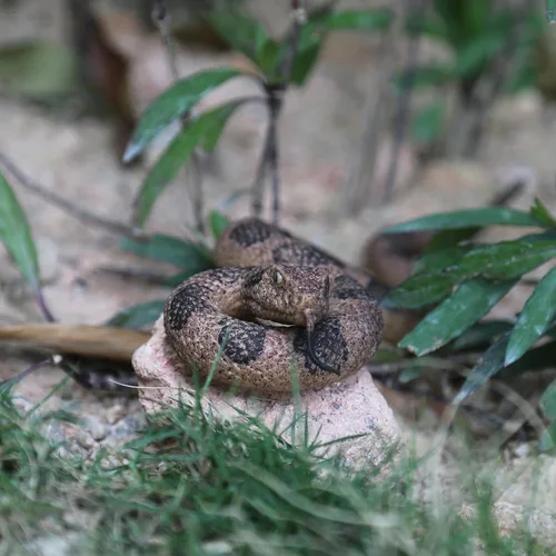 Vista 5 de SIENON Paquete de 2 juguetes realistas de serpientes falsas, figura de serpiente de goma suave para jardín, ahuyenta pájaros y ardillas, figuras