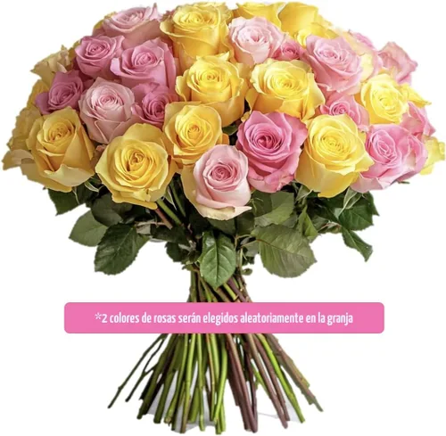 Vista 2 de GlobalRose Ramo de 50 Rosas Frescas Cortadas Surtidas - Rosas de Origen Responsable Flores Frescas - Ramo de Flores Frescas para Bodas