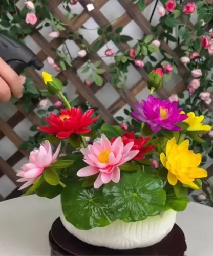 Vista 5 de 25 semillas de loto bonsái, tazón de semillas de loto, flor de lirio de agua. Mezcla acuática comestible, semillas de loto ideales para principiantes