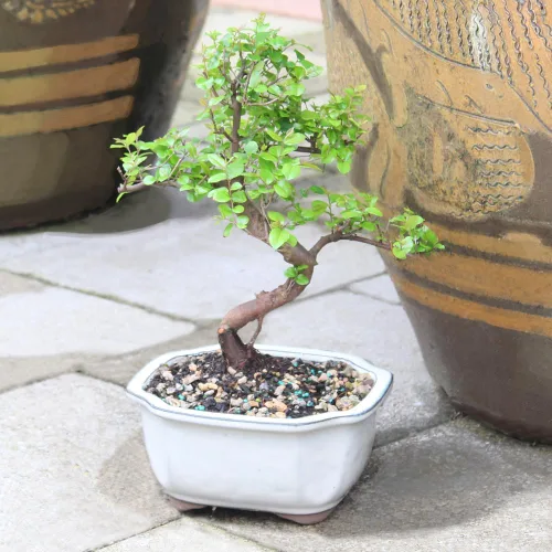 Vista 7 de Brussel's Bonsai Árbol bonsái de ciruela dulce china viva, 5 años, 6 a 10 pulgadas, bonsái de interior en maceta de bonsái de cerámica