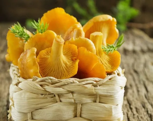 Vista 4 de Champiñones Rebozuelo Dorado (Cantharellus cibarius) Esporas de micelio Spawn Secado Orgánico