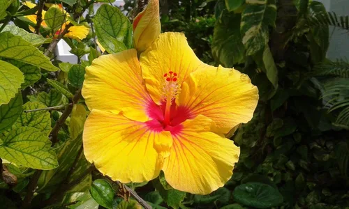 Vista 6 de CORTE DE PLANTAS DE HIBISCO AMARILLO HAWAIO ~ CRECE HAWAII