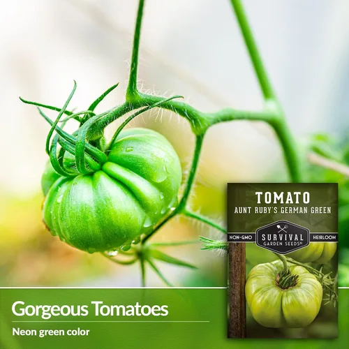 Vista 3 de Semillas de tomate verde alemán Aunt Ruby para plantar, variedad indeterminada con sabor dulce, tomates de polinización abierta sin OMG, semillas