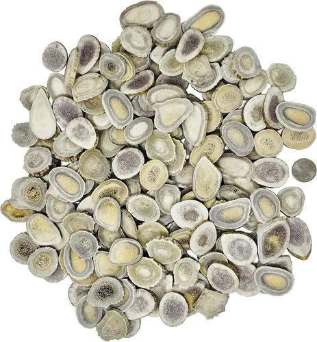 Vista 8 de Cuernas/rebanadas de cuernos de ciervo Dakota natural (manualidades, fabricación de joyas, suministros de reborde) (pequeño)