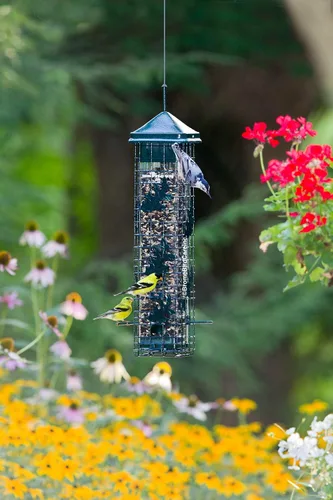 Vista 3 de Squirrel Solution200 Alimentador para pájaros a prueba de ardillas con 6 puertos de alimentación, capacidad de semillas de 3.4 libras, embudo