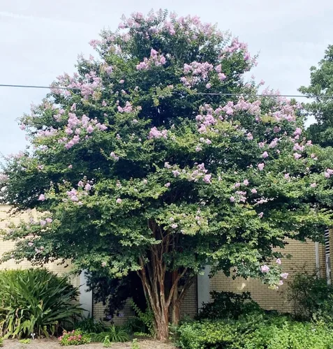 Vista 9 de Crape Myrtle Muskogee 3 plantas vivas Lagerstroemia Indica Hermoso árbol floreciente de lavanda de bajo mantenimiento