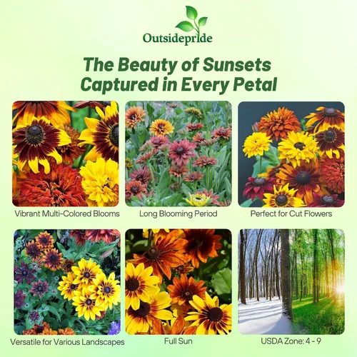 Vista 2 de Outsidepride All Sorts Mix Rudbeckia Seeds - 100 unidades. Semillas de flores anuales, fáciles de cultivar y auto-siembradas para plantar flores