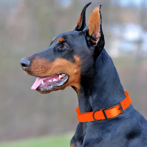 Vista 355 de Dogline Biothane - Collar impermeable para perro con hebilla de liberación rápida, resistente cincha de nailon recubierta con resistente y a prueba