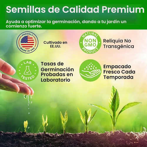Vista 7 de Semillas de Equinácea, Semillas de Flor de Cono Púrpura, Más de 2300 Semillas de Equinácea para Plantar, Sin OGM, Polinización Abierta, Semillas