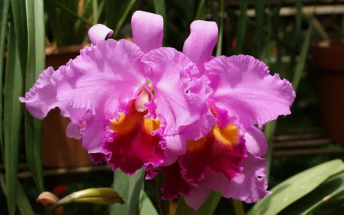 Vista 8 de Cattleya Orchid Hawaiian Starter Plant 5-8 pulgadas