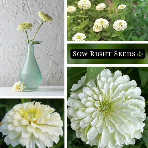 Vista 4 de Sow Right Seeds - Semillas de flores de oso polar Zinnia para plantar - Hermosas flores para plantar en el jardín de tu casa - Paquete de reliquia