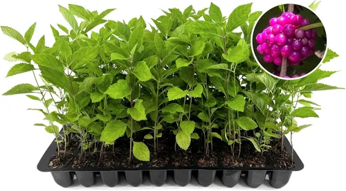 Vista 9 de Beautyberry - Planta de tamaño grande de 1 galón Callicarpa Americana, arbusto de crecimiento rápido, bayas moradas vibrantes, atrae aves, follaje