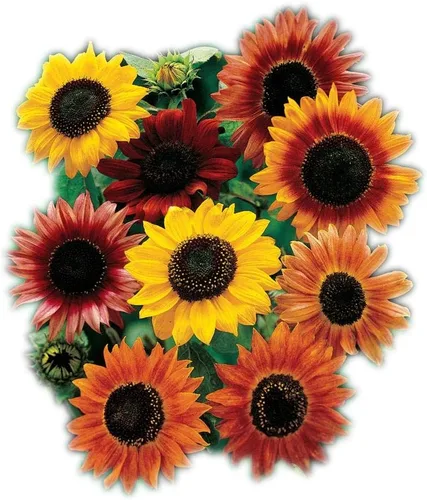 Vista 6 de Park Seed Evening Sun - Semillas de girasol orgánicas, tonos de atardecer multifloración de amarillo, naranja y rojo, fáciles de cultivar