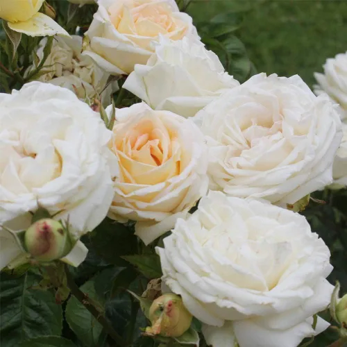 Vista 4 de Rosas Grandiflora, Planta de raíz propia viva, Parfuma® Madame Anisette™