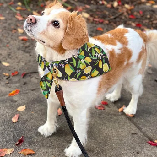 Vista 5 de Paquete de 72 bandanas para perros a granel de búfalo a cuadros para gato, bufanda de verano, bufanda triangular, baberos para baba de fruta