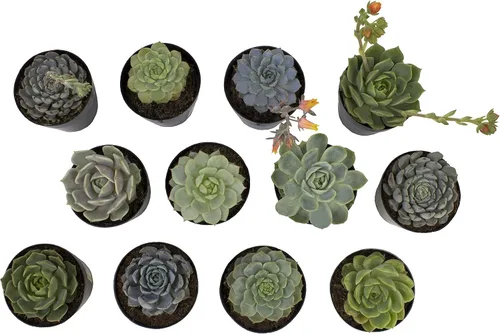 Vista 8 de Altman Plants, Echeveria Suculents - Plantas vivas (12 unidades), plantas suculentas vivas, plantas de interior vivas, plantas suculentas, plantas
