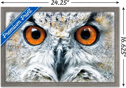 Vista 3 de Trends International Póster de pared con diseño de búho cerrado, 14.6 x 22.4 in, versión enmarcada de madera de granero Versión enmarcada Barnwood